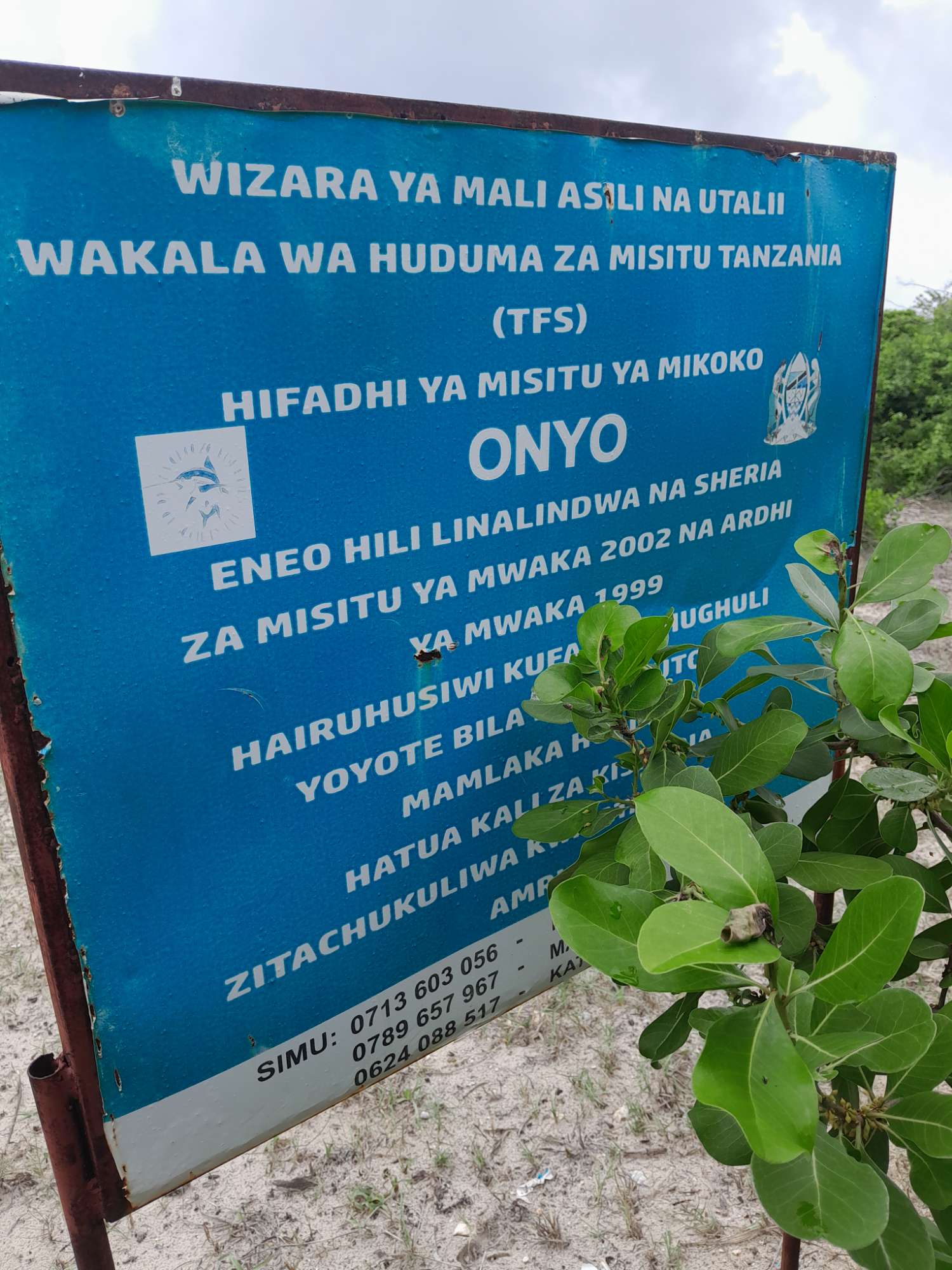 Mangrove Restoration Work