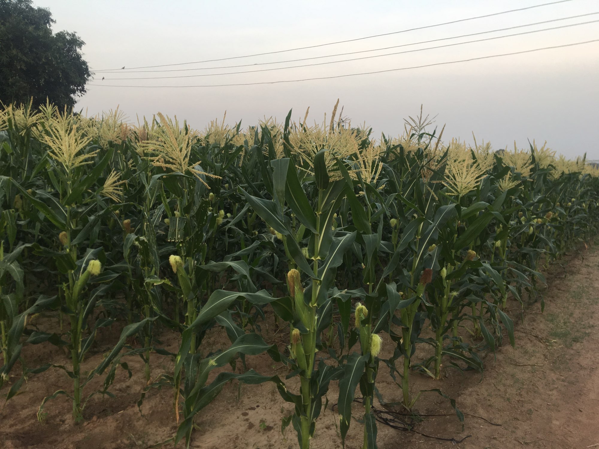 Corn Cultivation