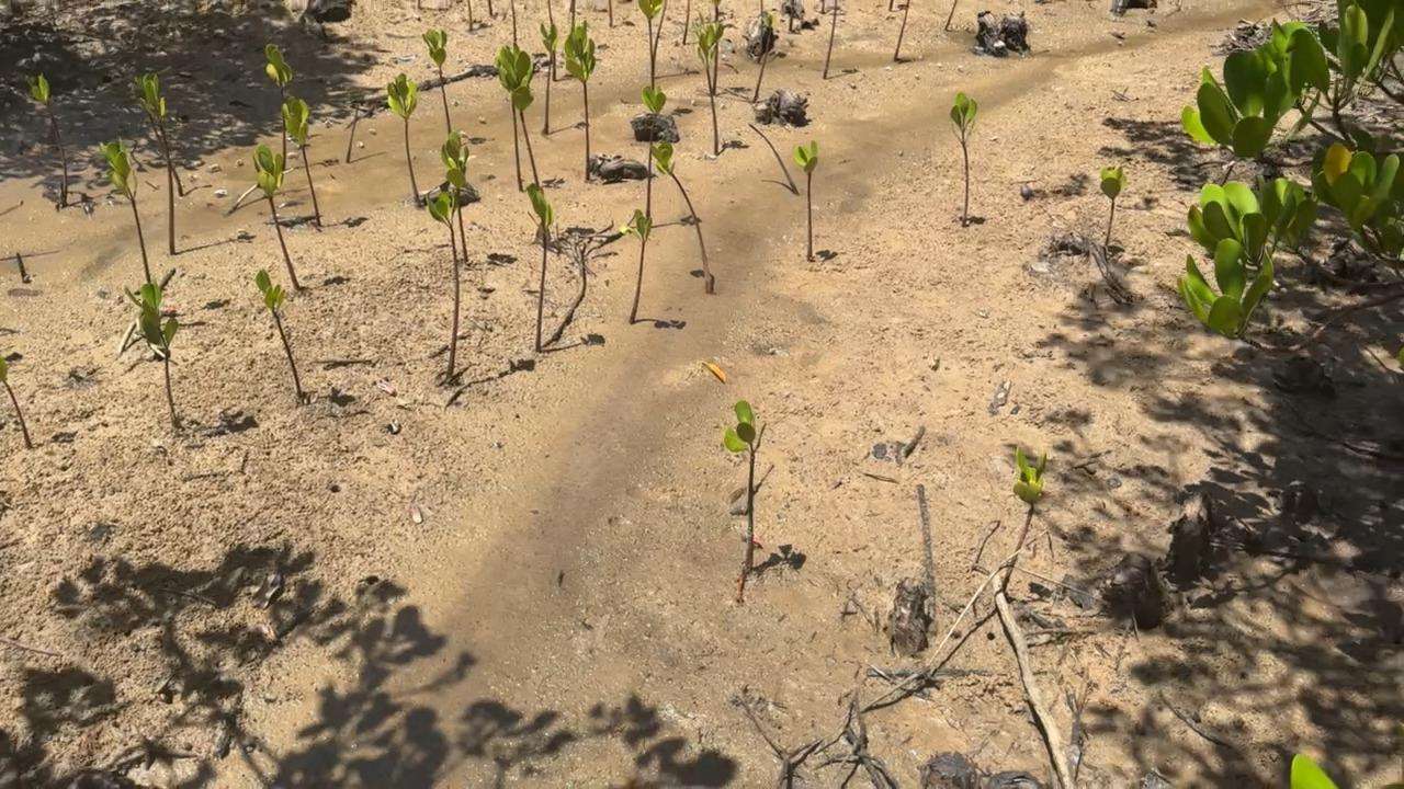 Mangrove Propagules