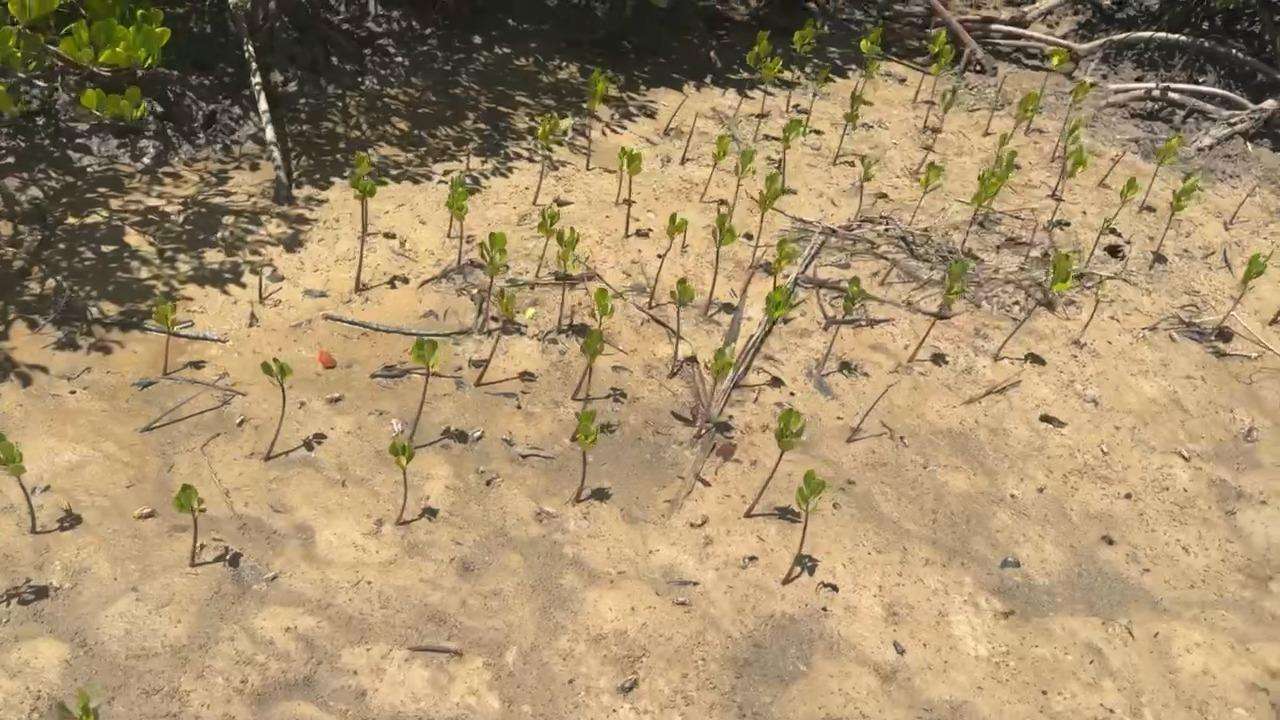 Growing Mangroves