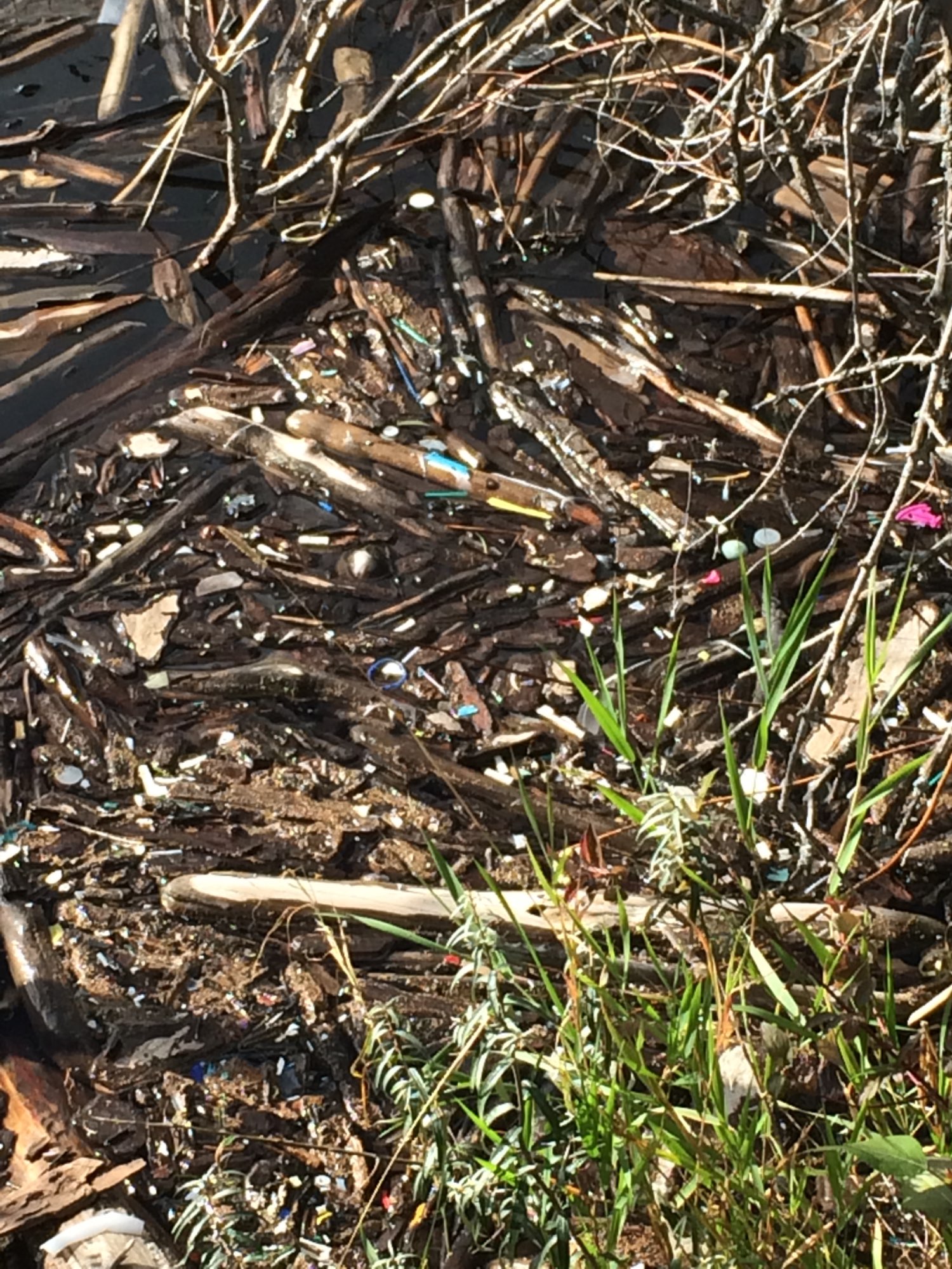 Current state of plastic pollution in Calgary parks