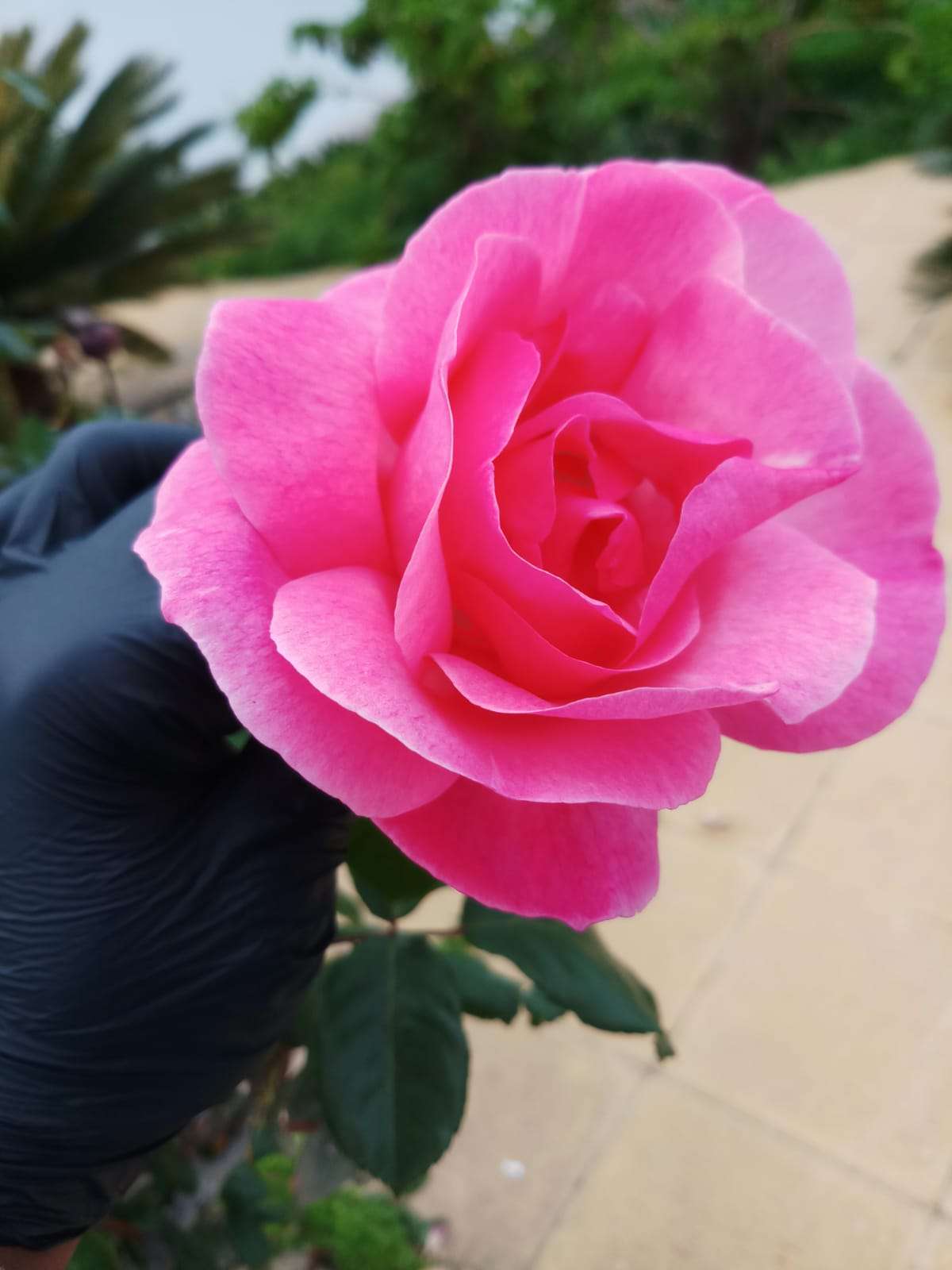 Pink rose in hand